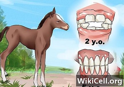 بالرسوم.. تعرف على العمر الحقيقي للحصان عن طريق أسنانه