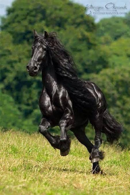 قالوا في وصف الحصان الأسود: إذا ما الخيلُ زيّنها سواد فيكفي أنْ تُحدّق دون وصفِ