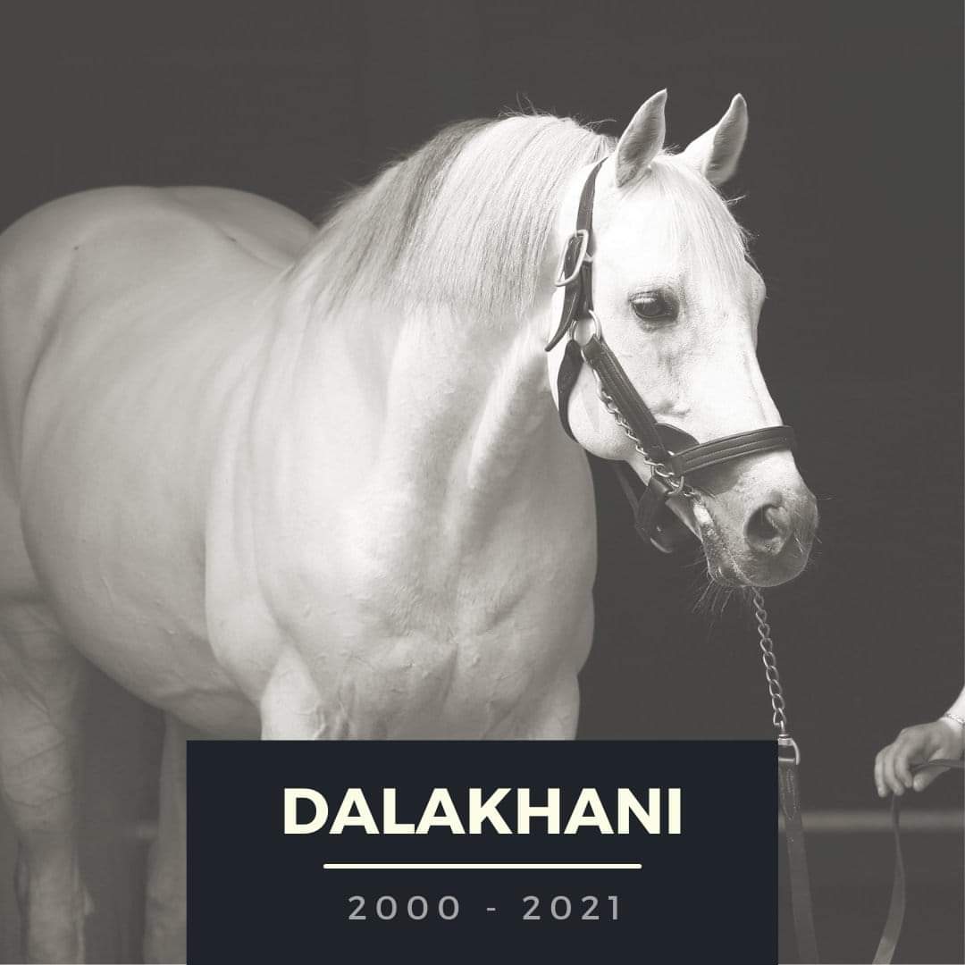 مزرعة Aga Khan تعلن عن نفوق الفحل Dalakhani بطل الأرك الفرنسي