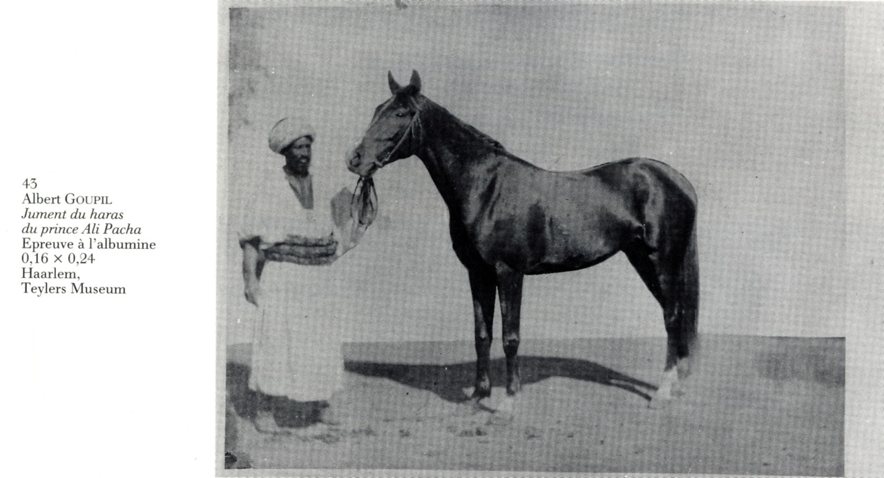 صور نادرة لـ إسطبل عاشق الخيول علي باشا الشريف