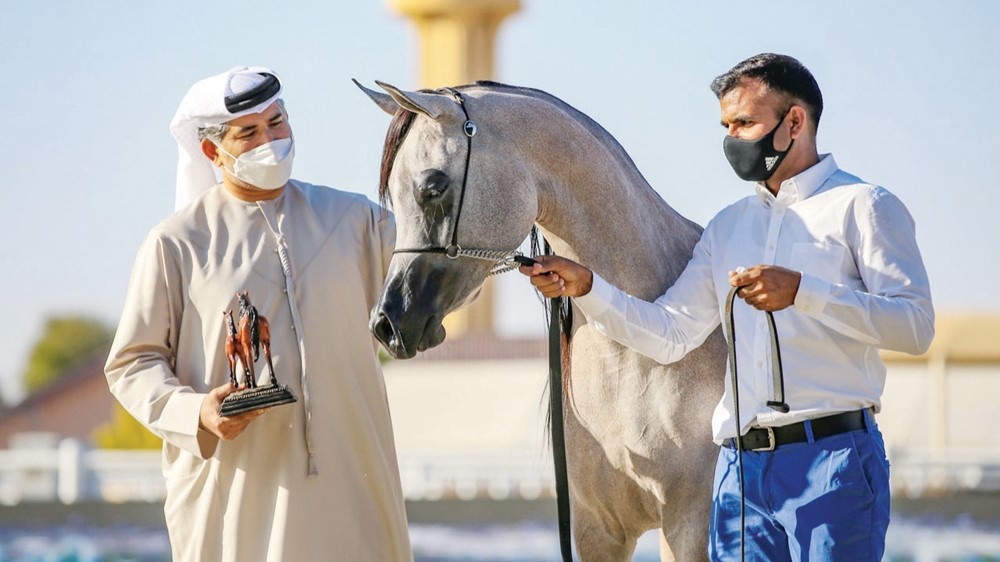 بالصور.. اسطبلات "الأريام" تفوز بأجمل الأفراس والمهرات في بطولة الإمارات لمربي الخيول العربية