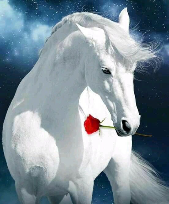 قالوا في وصف الحصان الأبيض: خيلٌ ووردٌ حُسن زادَ بالحُسْنٌ حُسْنًا