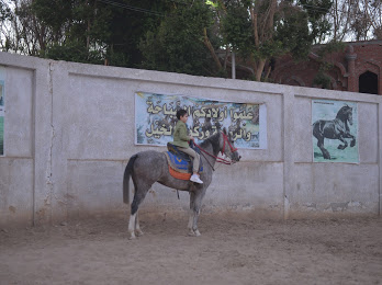 بالصور.. مدرسة الحصان الأسود تعيد إحياء الفروسية في صعيد مصر