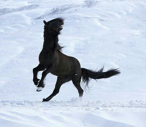 بالصور.. جمال الحصان الأسود وسط الثلوج يبهر المتابعين