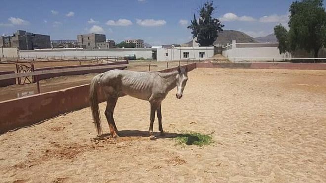 بالصور.. شبح المجاعة يطارد خيول اليمن بسبب الحرب