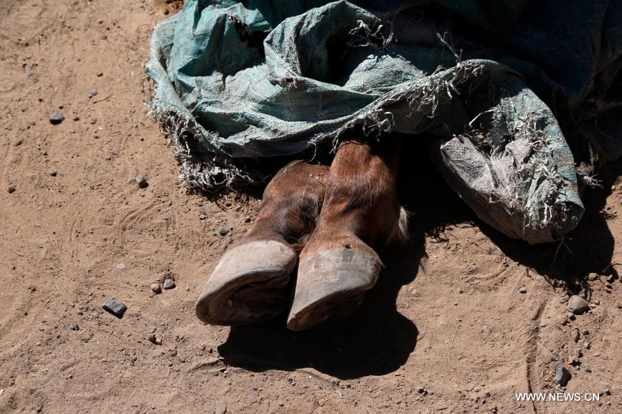 بالصور.. شبح المجاعة يطارد خيول اليمن بسبب الحرب