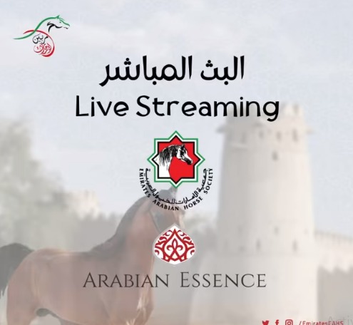 تفاصيل البث المباشر لبطولة الإمارات لمربي الخيول العربية 19 يناير