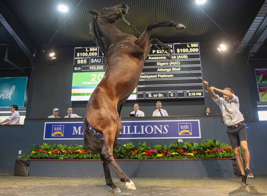بالصور.. مبيعات مذهلة للخيول في مزاد ماجيك مليونز الأسترالي تخطت 162 مليون دولار