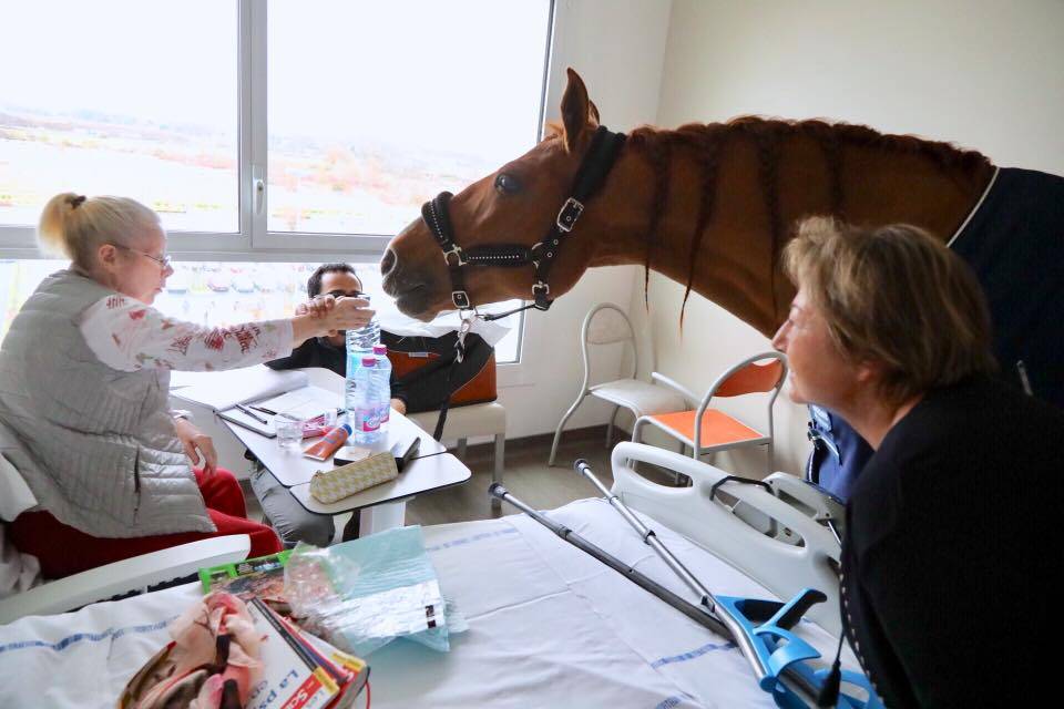 شاهد.. "بيو" الحصان الطبيب يزور الأطفال المرضى والمسنين في فرنسا