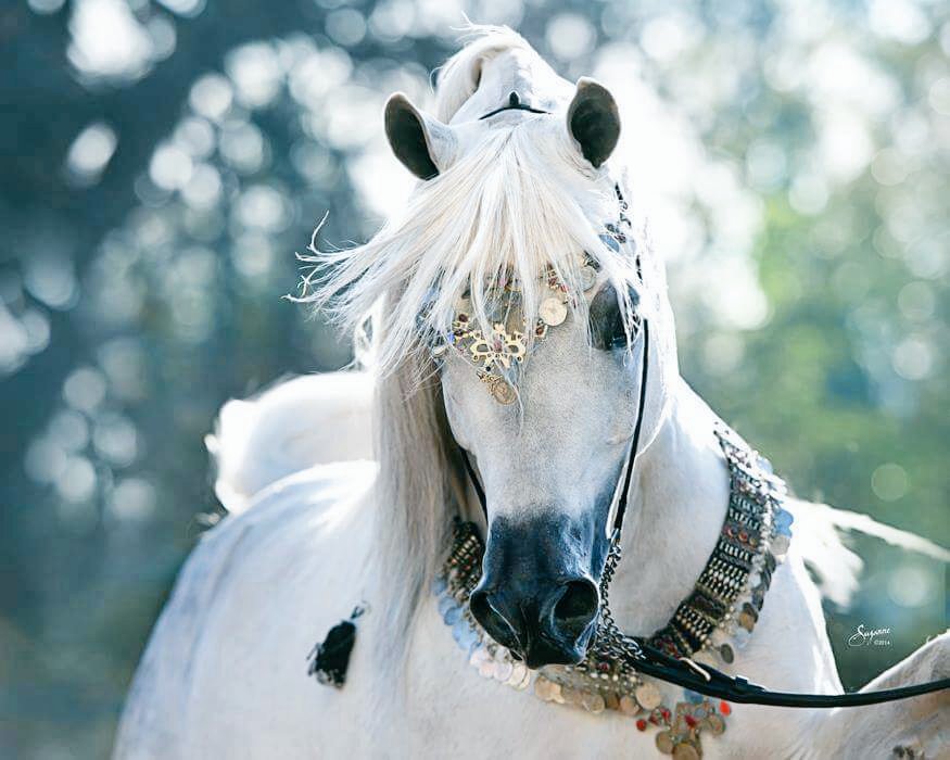 "وَكَمْ كَسَاك البَهَاءُ ضَافِيَةً".. حصان أبيض مزين بالحلي يخطف أنظار المتابعين
