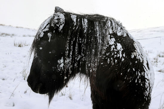 بالصور.. حصان يتحدى عاصفة بيلا الثلجية في بريطانيا