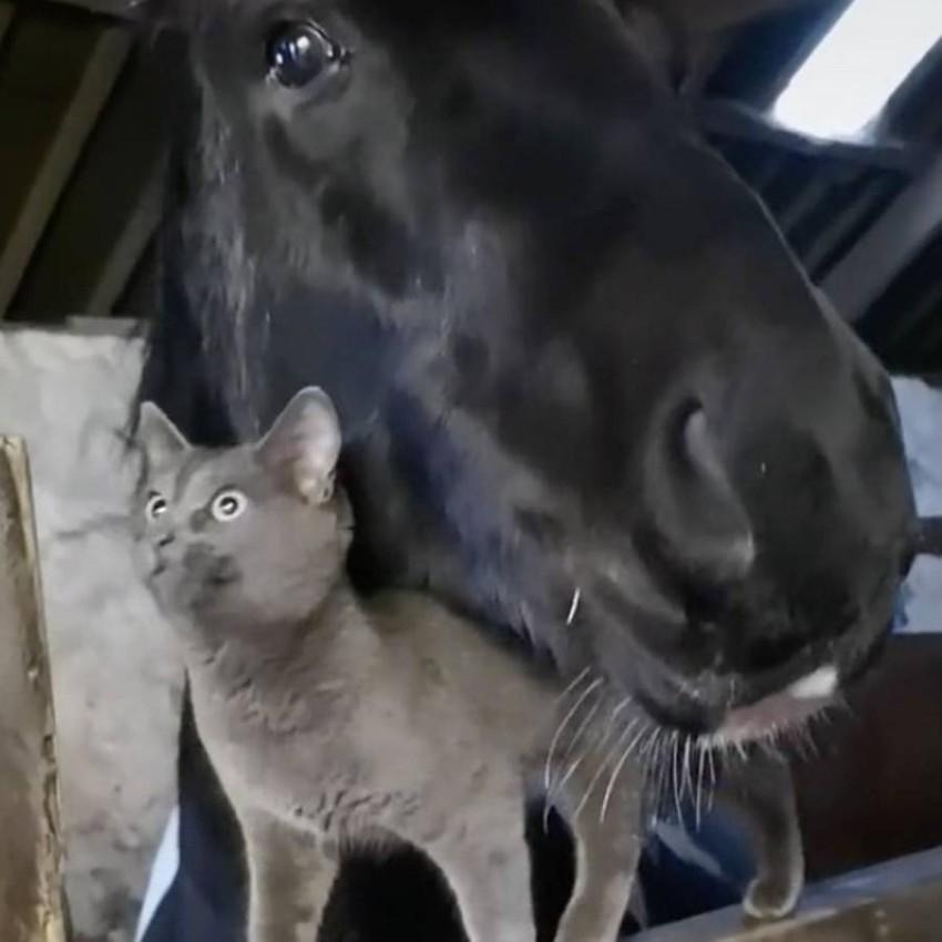 شاهد.. صداقة قوية تجمع بين حصان وقطة تتصدر "تيك توك"