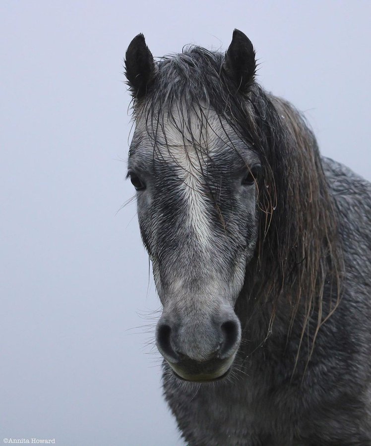 سلالة ويلش الجبلية أجمل الخيول البريطانية: "رمز الصمود في وجه الصعاب"