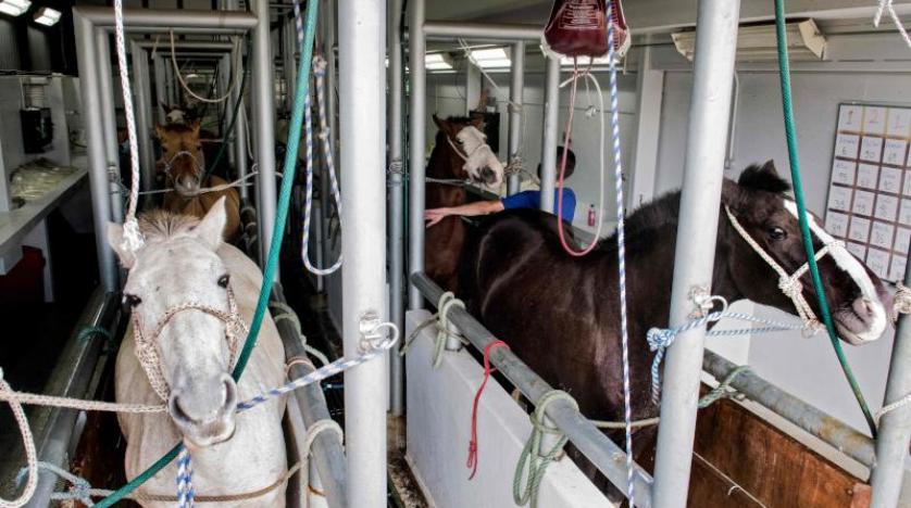 التفاصيل الكاملة لاستخدام دم الخيول في تصنيع لقاح لمكافحة فيروس كورونا