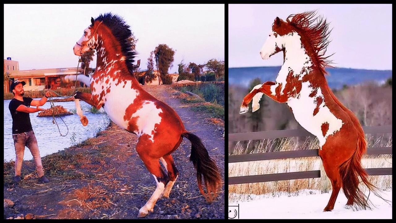 صور حصانك.. الحصان "سلطان" شبيه أشهر وأجمل حصان في العالم "هيرو"