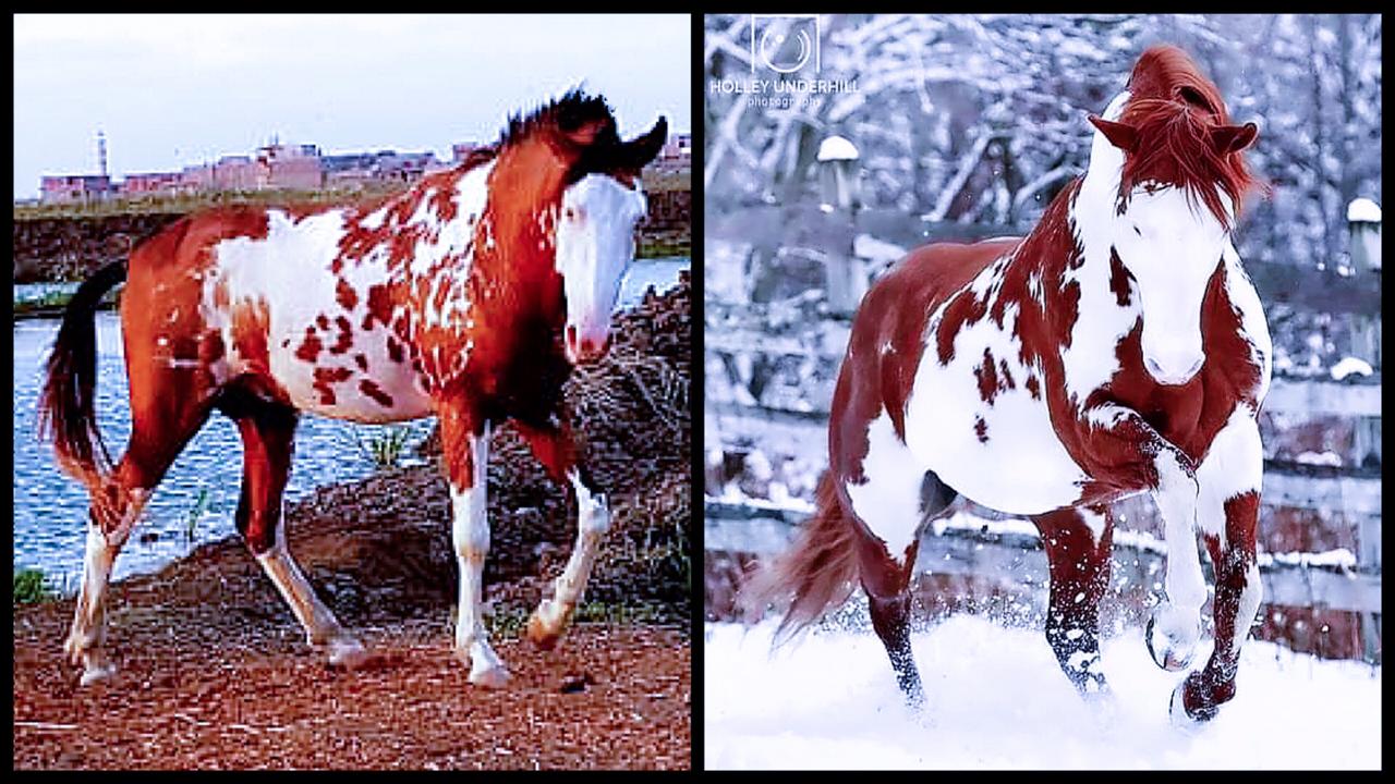 صور حصانك.. الحصان "سلطان" شبيه أشهر وأجمل حصان في العالم "هيرو"