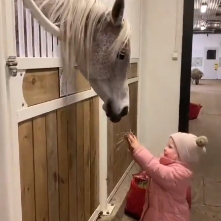 شاهد.. مقطع عفوي لـ طفلة تحاول إطعام حصان