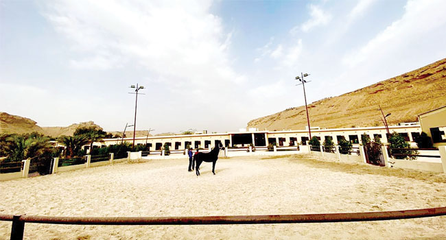 بالصور.. أفضل منتج سعودي يروي قصة عشقه لـ الخيول الأصيلة