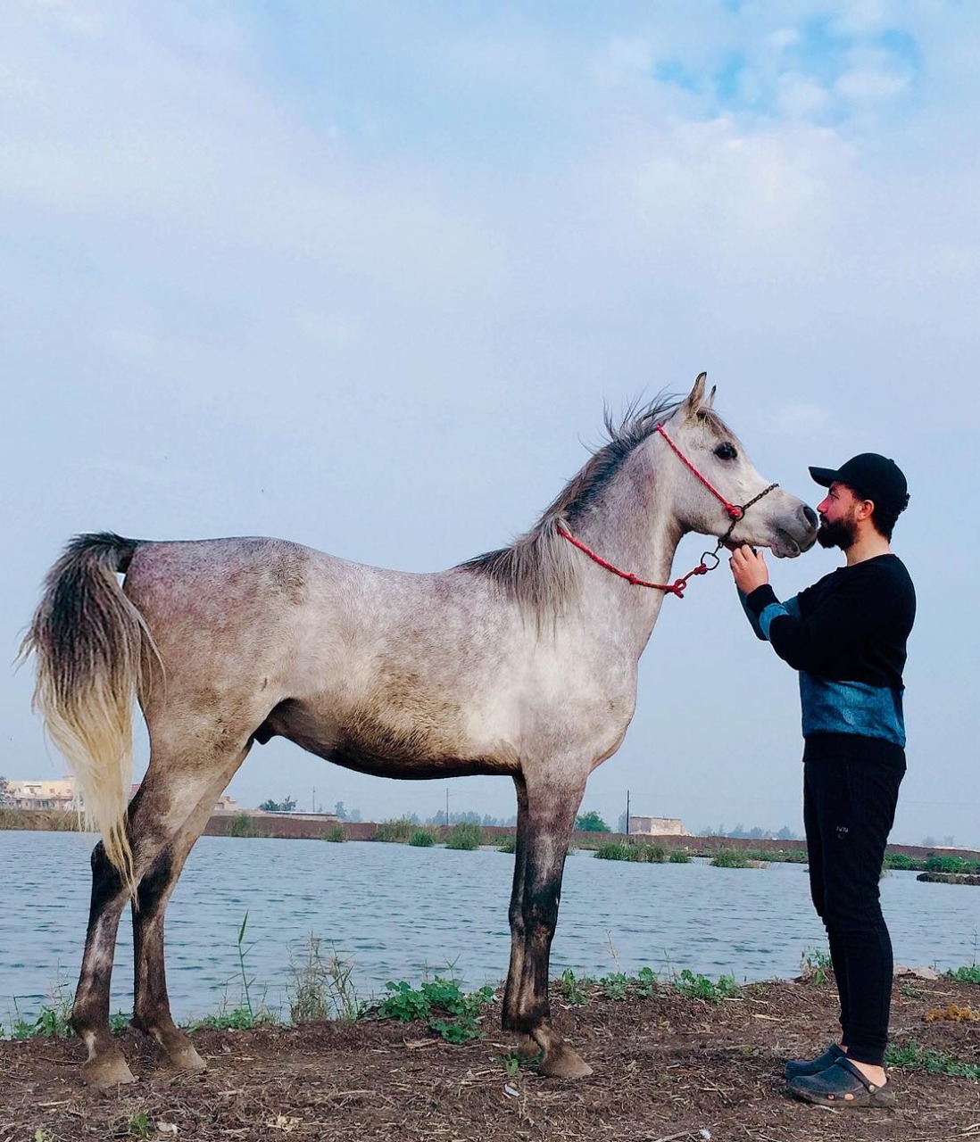 بالفيديو والصور.. عرض الحصان "فخر العمر" للبيع في كفر الشيخ.. تعرف على السعر النهائي