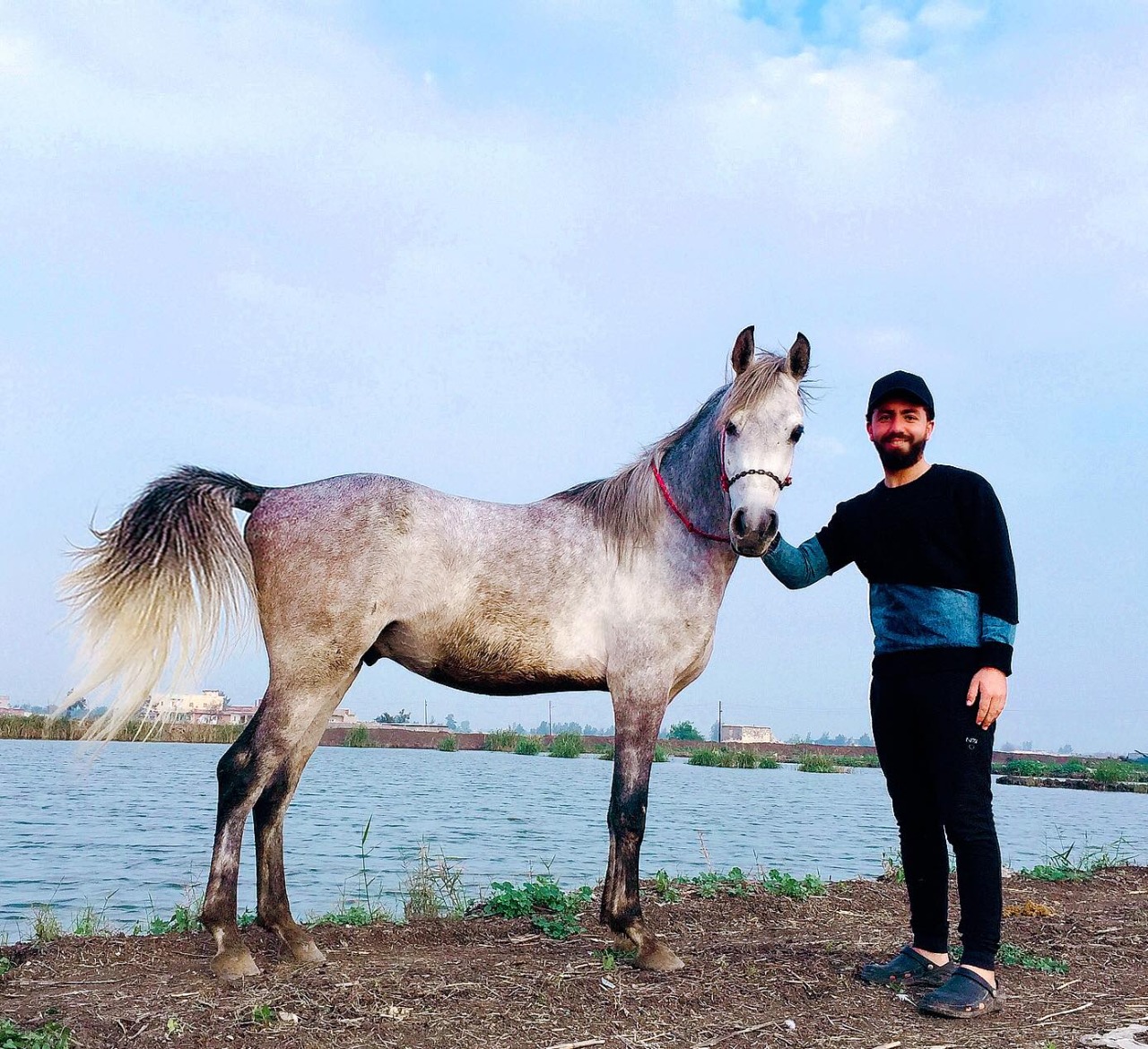 بالفيديو والصور.. عرض الحصان "فخر العمر" للبيع في كفر الشيخ.. تعرف على السعر النهائي
