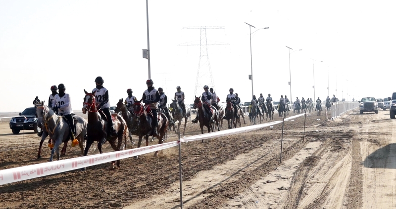 اليوم.. انطلاق سباق كأس الوثبة للاسطبلات الخاصة لقدرة الخيول في قرية الإمارات