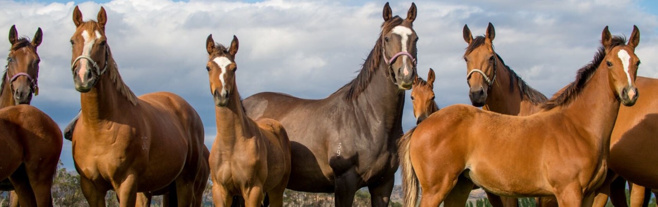 26 معلومة عن "ماجيك مليونز" أغلى دار مزادات خيول في العالم