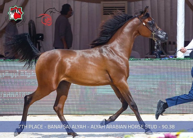 بالصور.. نتائج اليوم الأول لبطولة أبوظبي لجمال الخيول العربية 2021