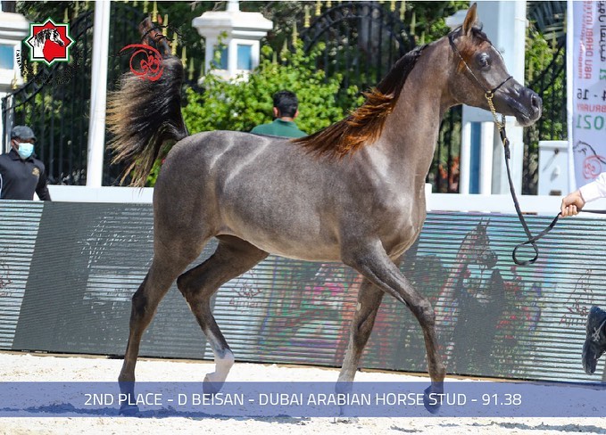 بالصور.. نتائج اليوم الأول لبطولة أبوظبي لجمال الخيول العربية 2021