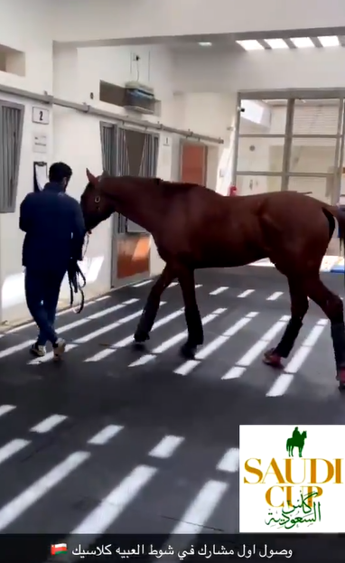 بالفيديو.. وصول الحصان Ferrah Du Loup أول المشاركين بكأس السعودية
