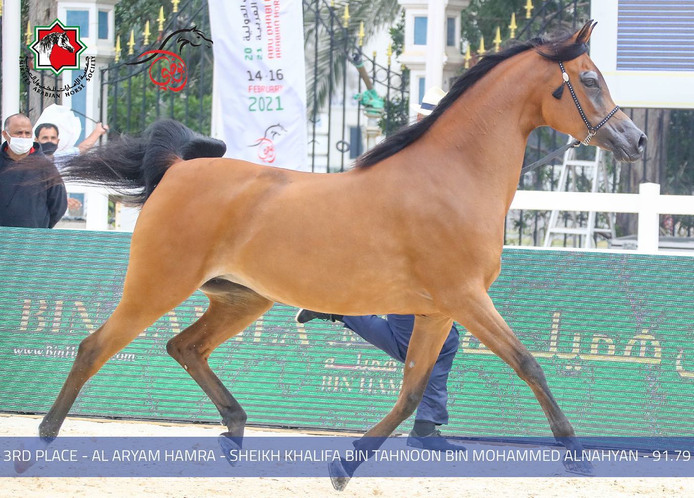 بالصور.. نتائج اليوم الثاني لبطولة أبوظبي لجمال الخيول العربية الأصيلة 2021