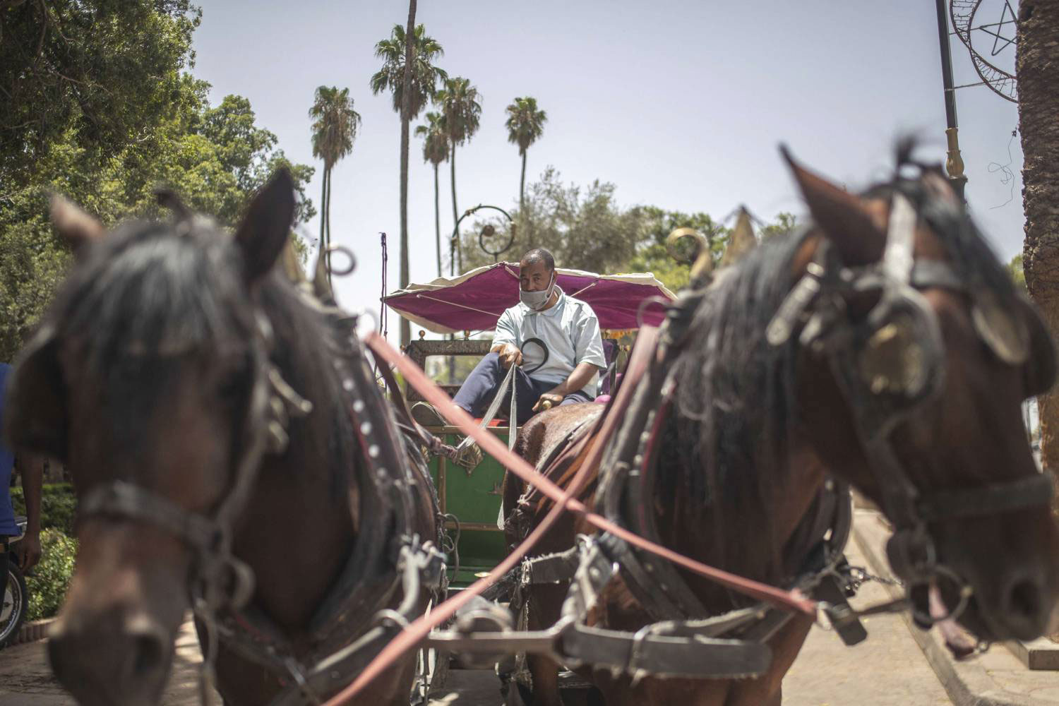 بالصور.. مصورون فوتغرافيون يبرزون الجانب التراثي لعربات الخيول بالمغرب