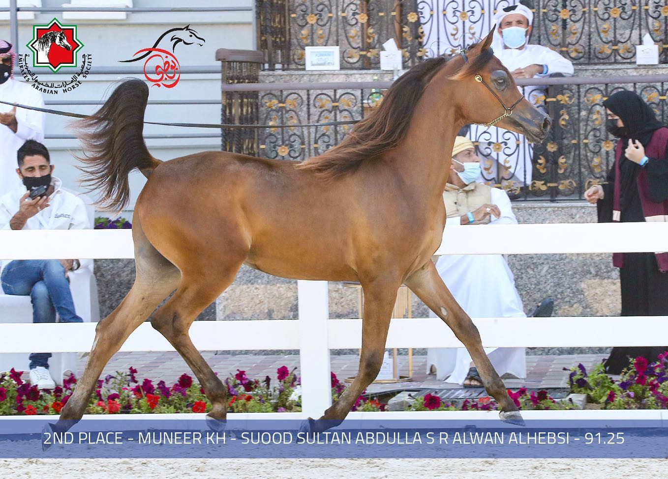 بالصور.. نتائج اليوم الثاني لبطولة أبوظبي لجمال الخيول العربية الأصيلة 2021