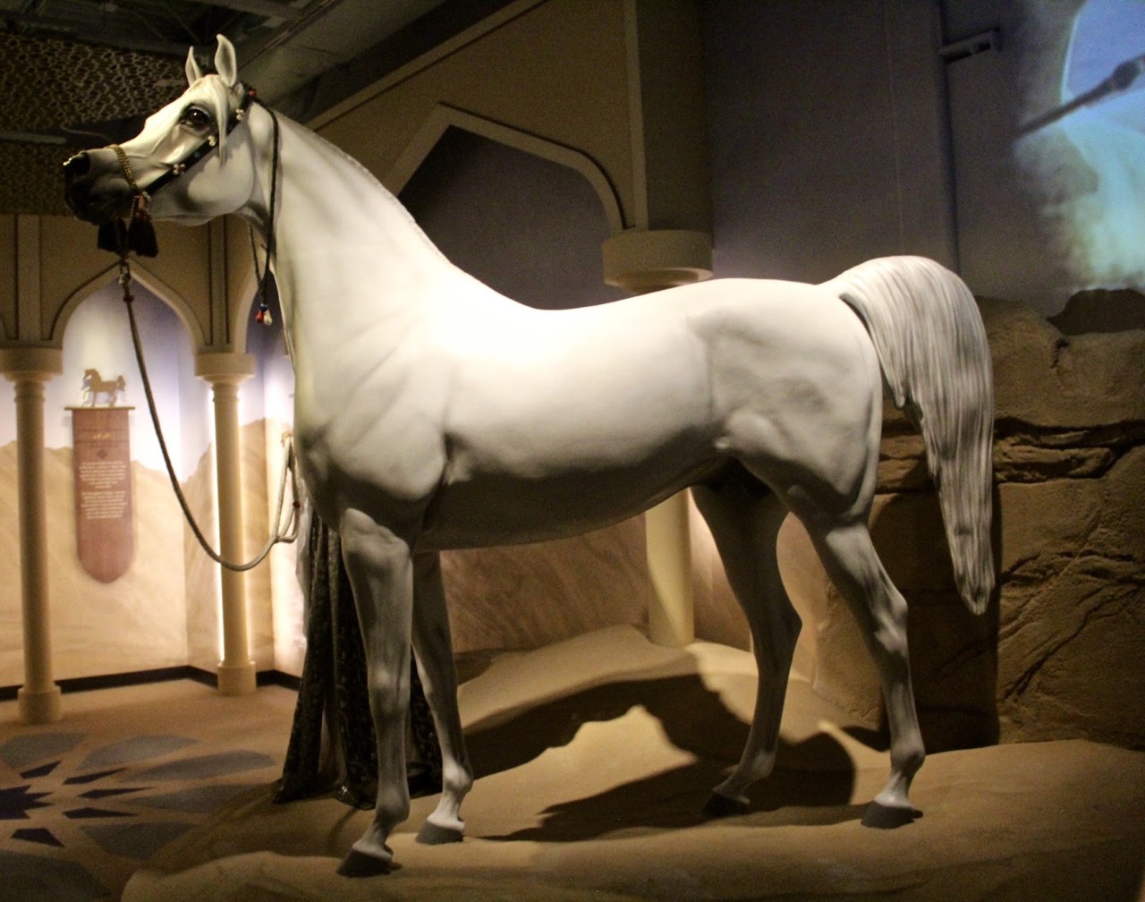 100 صورة تروي تاريخ العلاقة بين الإنسان والحصان في المتحف الدولي للخيول