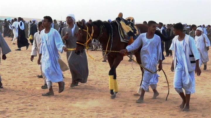 بالصور.. انطلاق سباق مرماح ليلة لـ الخيول العربية الأصيلة في أسوان