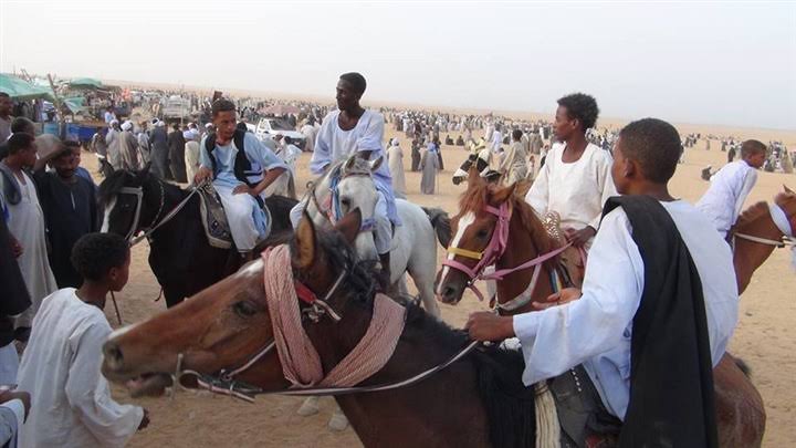 بالصور.. انطلاق سباق مرماح ليلة لـ الخيول العربية الأصيلة في أسوان