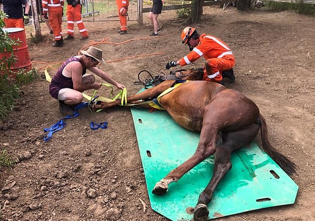 بالصور.. إنقاذ حصان سقط داخل بالوعة بأستراليا