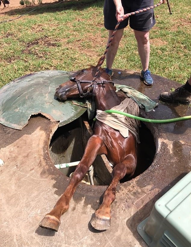 بالصور.. إنقاذ حصان سقط داخل بالوعة بأستراليا