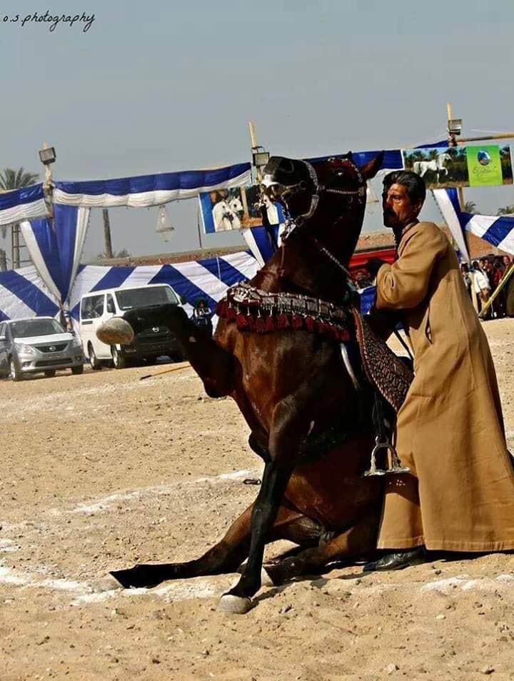 18 مارس.. انطلاق مهرجان البحيرة لجمال وأدب الخيول العربية 
