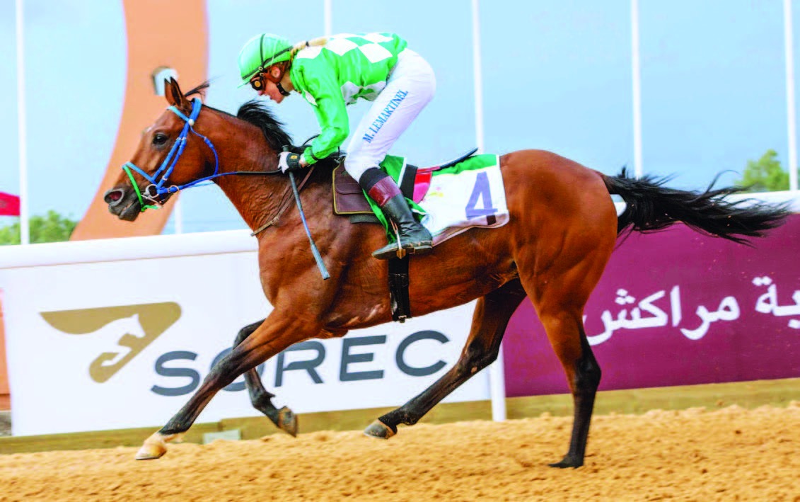 شرطة المغرب توقف رهان سباق خيول بدون ترخيص
