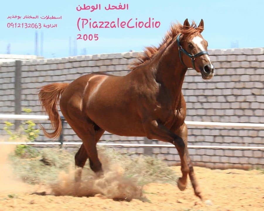25 معلومة عن الفحل "الوطن" سليل أشهر عائلات الخيول في ليبيا