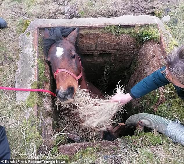 بالصور.. لحظة إنقاذ حصان سقط في حفرة عميقة في بريطانيا