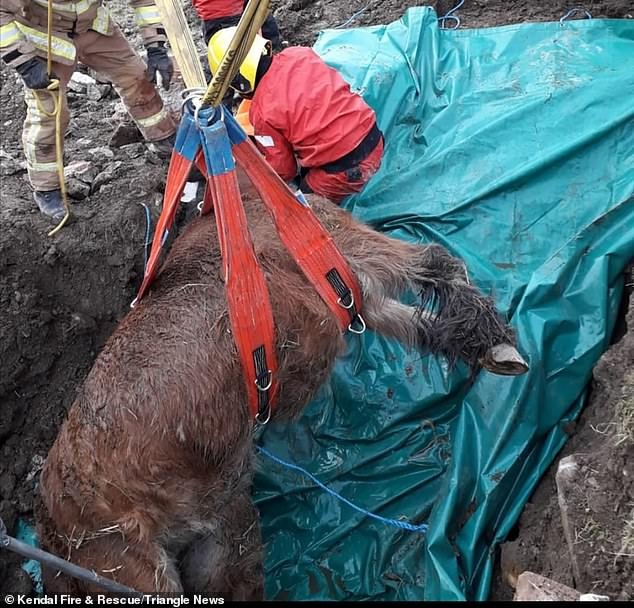 بالصور.. لحظة إنقاذ حصان سقط في حفرة عميقة في بريطانيا