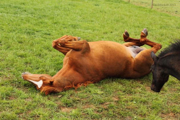 خبيرة أمريكية: الخيول "تتدحرج" من أجل المتعة والمحافظة على درجة حرارة الجسم