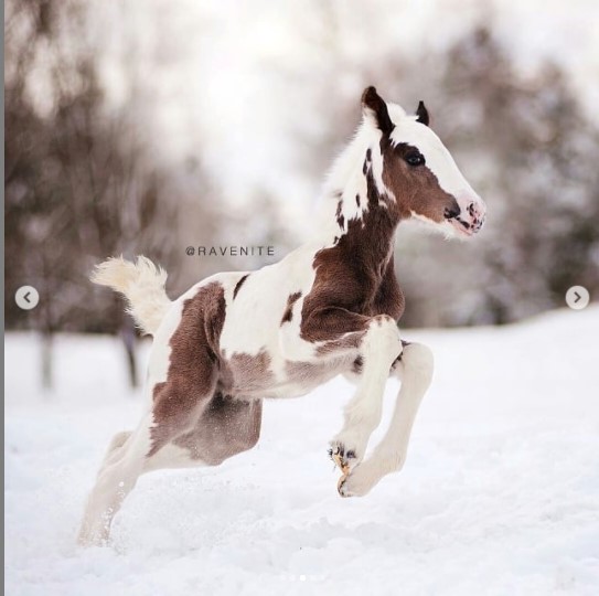 شاهد.. استعراض جمال الخيول وسط الثلوج
