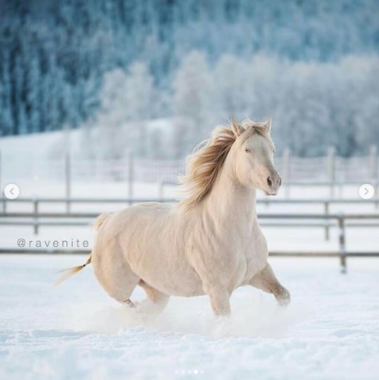 شاهد.. استعراض جمال الخيول وسط الثلوج