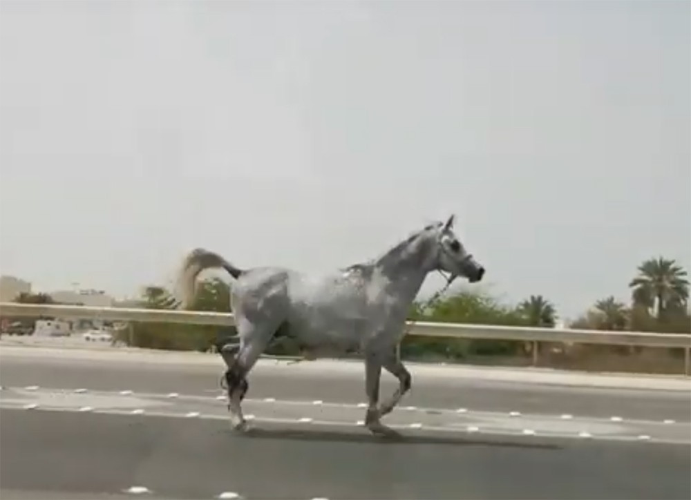 شاهد.. حصان سباق يهرب من مضمار سباق ويجري بشوارع موسكو