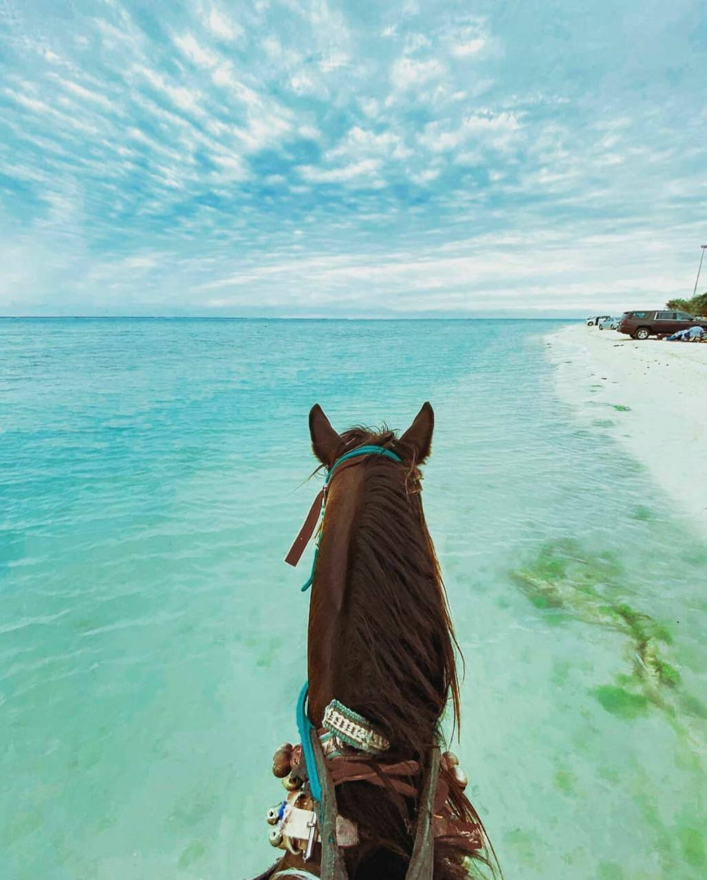 "خيل وبحر وغيوم".. صور تجسد جمال الخيول على شاطئ البحر