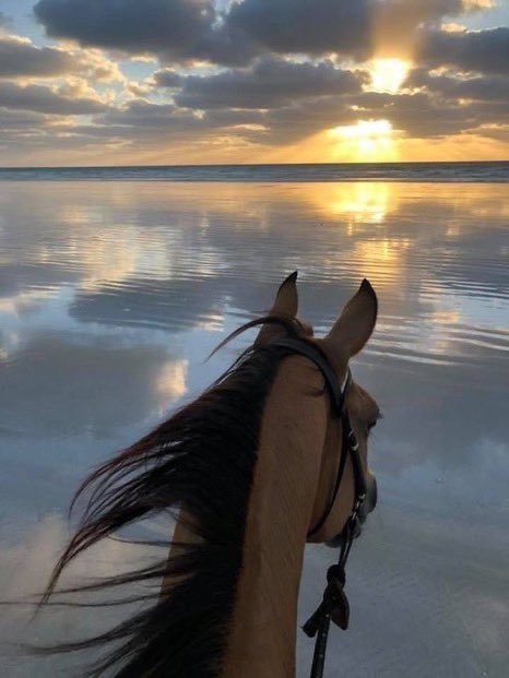 "خيل وبحر وغيوم".. صور تجسد جمال الخيول على شاطئ البحر