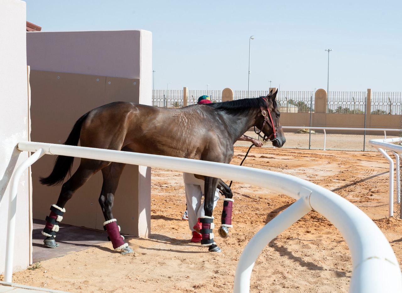 بالصور والأسماء.. وصول خيول البحرين إلى الرياض استعدادا لكأس السعودية العالمي 