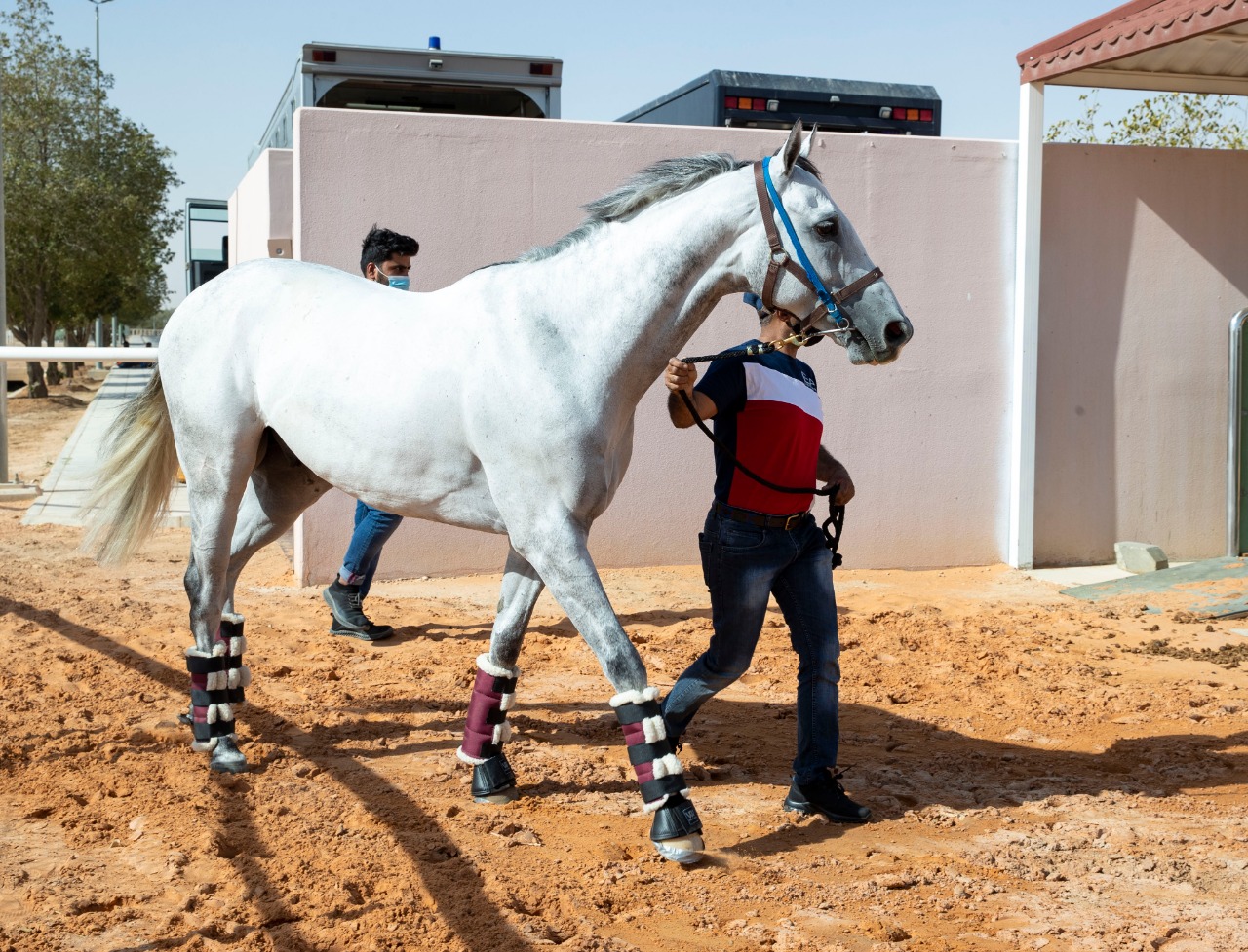 بالصور والأسماء.. وصول خيول البحرين إلى الرياض استعدادا لكأس السعودية العالمي 